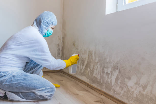 Licensed Mold Inspection service in Dresher, PA - WQB Mold Removal